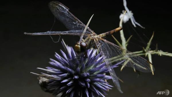 Wetlands destruction driving 'sensitive' drago<em></em>nflies to brink