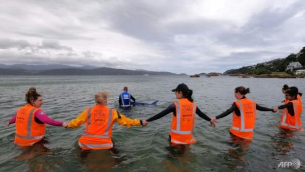 Giant rubber whale helps Kiwi rescuers battle beachings