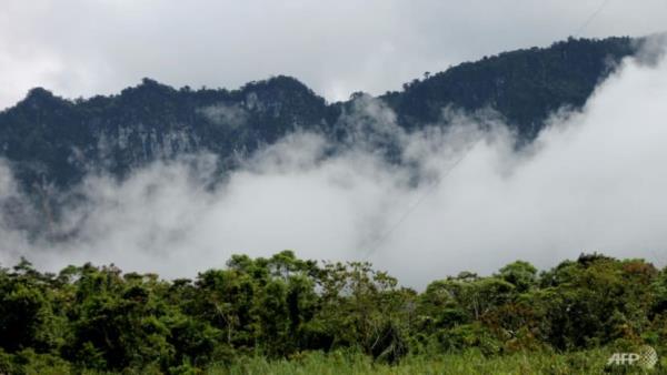 Loggers threaten Papua New Guinea's unique forest creatures