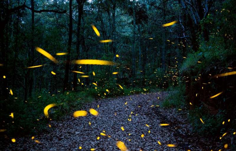 Fireflies have inspired scientists to build bug-sized robots that could be useful for search and rescue missions