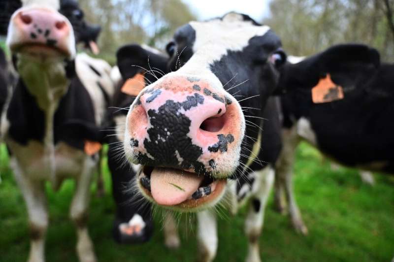 Researchers extracted the mucus from the salivary glands of cows and turned it into a gel that binds to and co<em></em>nstrains viruses