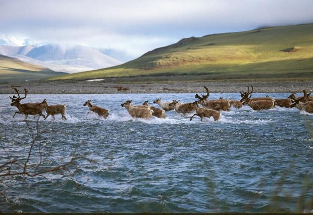 A herd of Porcupine caribou crossing a river.