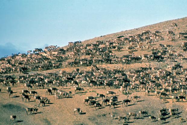 Porcupine caribou herd.