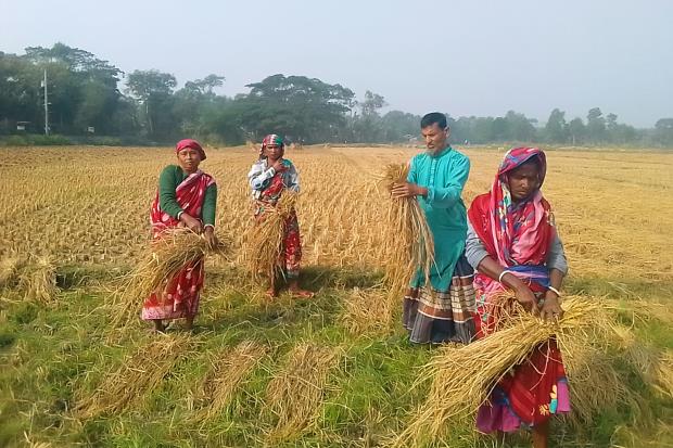 Sirajul Islam with fellow farmers, harvesting paddy.