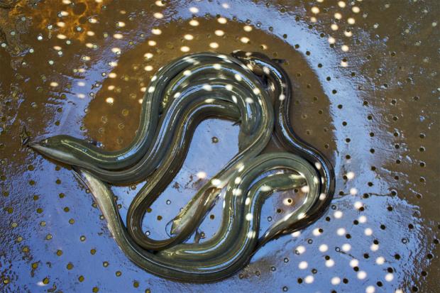 Eels in a traditio<em></em>nal bolaga, jars immersed in water.