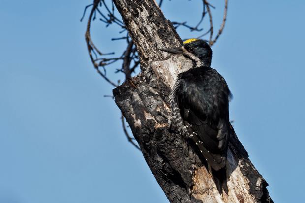 A black-backed woodpecker