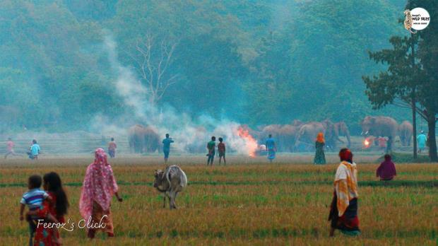 Fire in the farm with elephants in the background.