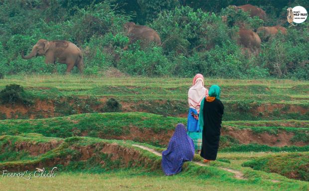 Three women watch wild elephants.