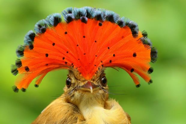 The Pacific royal flycatcher