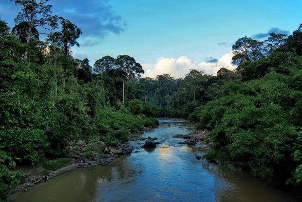 An unlogged tropical forest in Danum Valley, Malaysian Borneo. Image courtesy of David Bartholomew.
