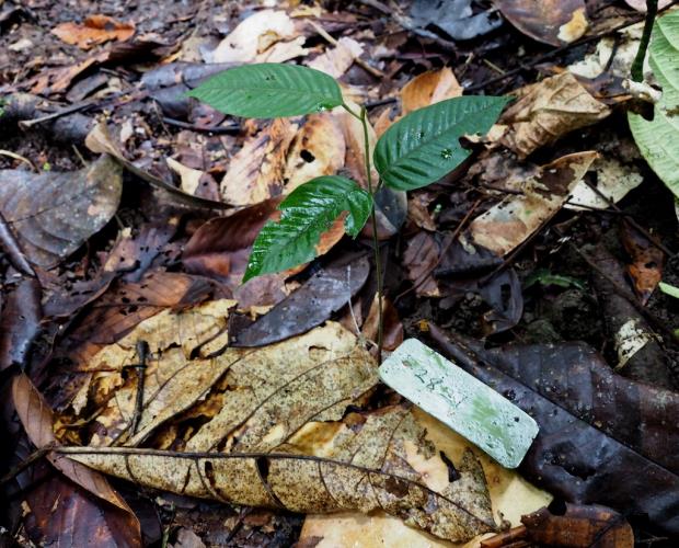 A seedling in a forest in Borneo.
