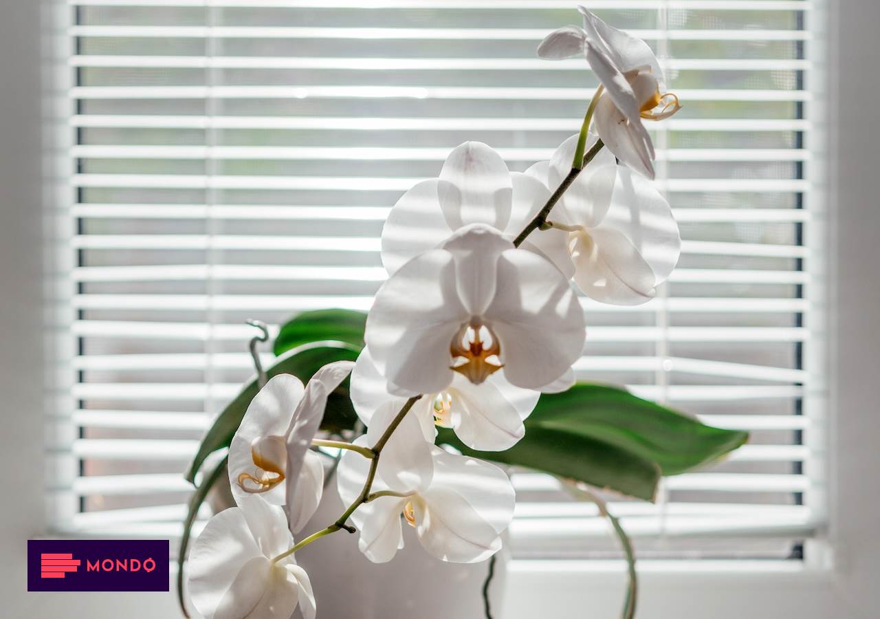 Wher<em></em>e is the best place to keep orchids in the apartment |  Magazine