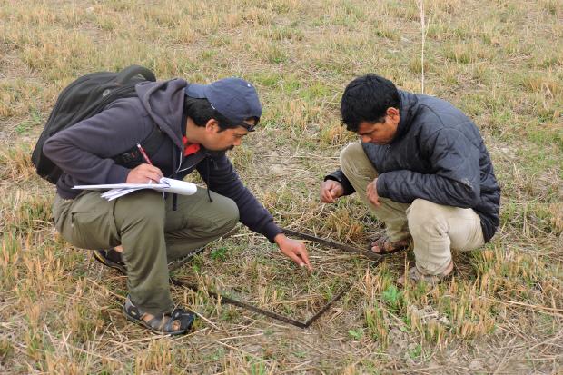 Thapa and another researcher examining the ground of the grassland. 