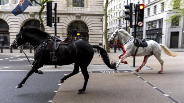 Two saddled horses, one seemingly covered in blood, run through the streets of Lo<em></em>ndon near Aldwych