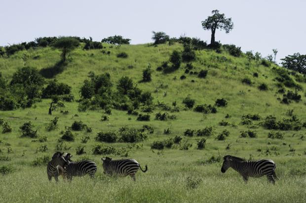 Three zebras, grazing in a green field in Ruaha NP, Tanzania, a ridge with a solitary tree rises behind them. Image by Bibi Eng (CC BY-NC-SA 4.0)
