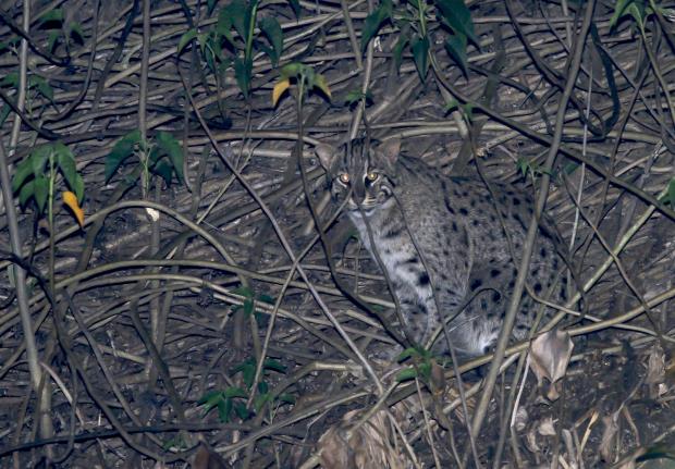 A fishing cat among the mangrove roots of Baikka Beel Wetland Sanctuary in 2010. 