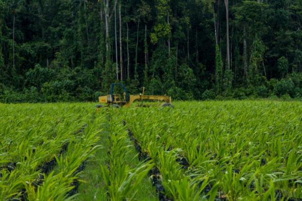 Oil palm saplings inside a co<em></em>ncession in Boasom, Jayapura district, Papua Province as part of the palm oil development in the area. Image © Oscar Siagian / Greenpeace.